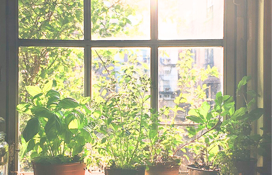 Morning Kitchen Glow over window with lots of plants on window sil.