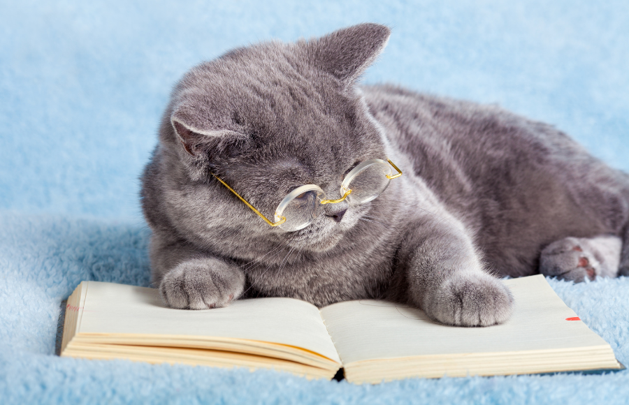 Grey cute cat in clear glasses on an open book - version1