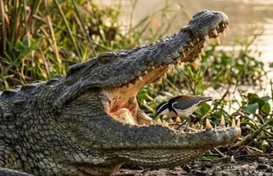 Crocodile with open mouth and bird perched dangeroulsy inside.