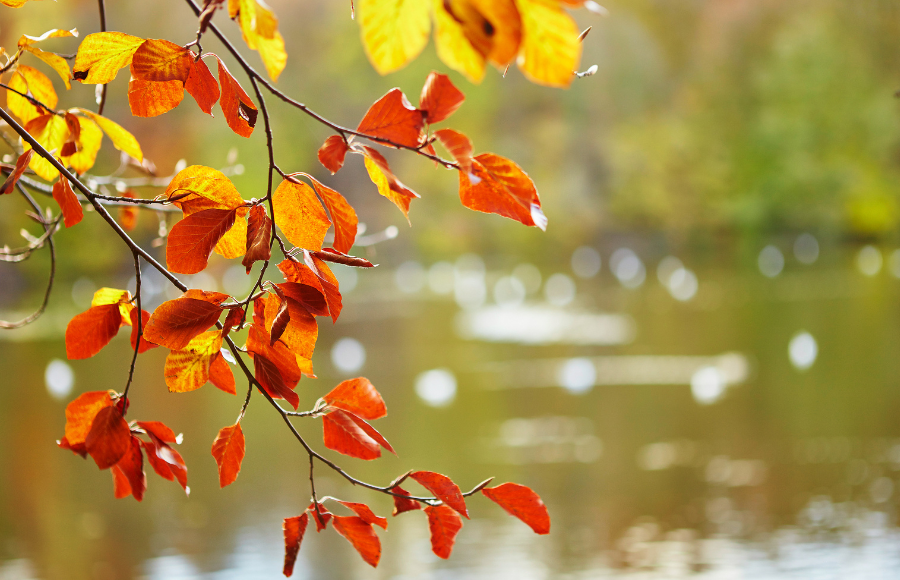 IreneB of SincerelyIreneB, October walk, feeling nature, close up of autumn leaves over a blurred lake.
